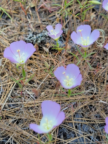 Glandular clarkia (Clarkia arcuata)