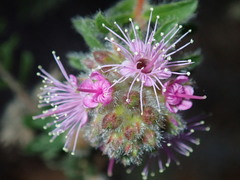Kunzea capitata