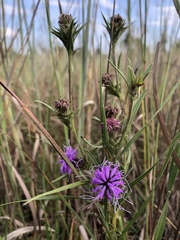 Liatris squarrosa
