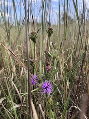 Liatris squarrosa