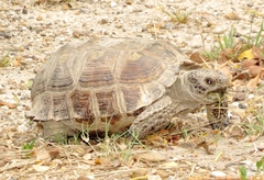 Gopherus berlandieri
