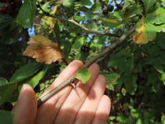 Crataegus gaylussacia