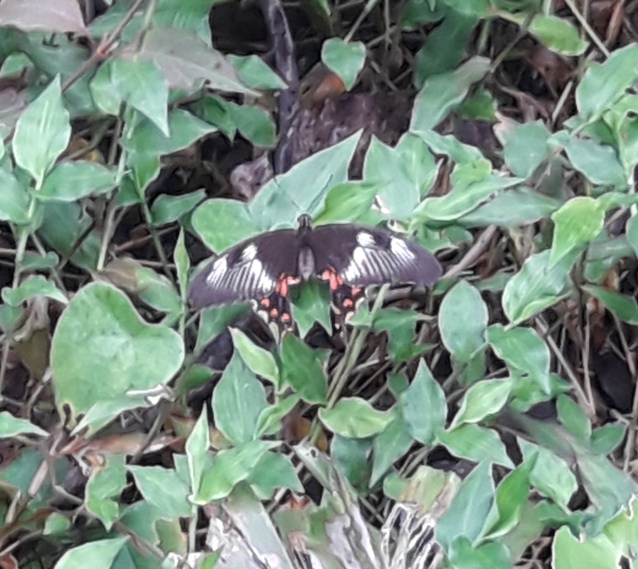 Common Mormon