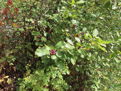 Crataegus gaylussacia