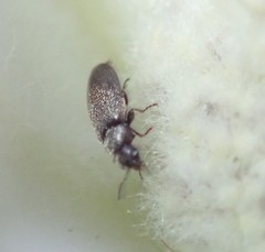 Mycetophagidae