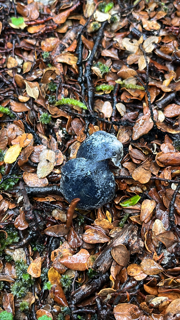Rossbeevera pachydermis · May 2025 · photo: © parkecology (iNaturalist, cc-by)