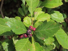 Crataegus gaylussacia
