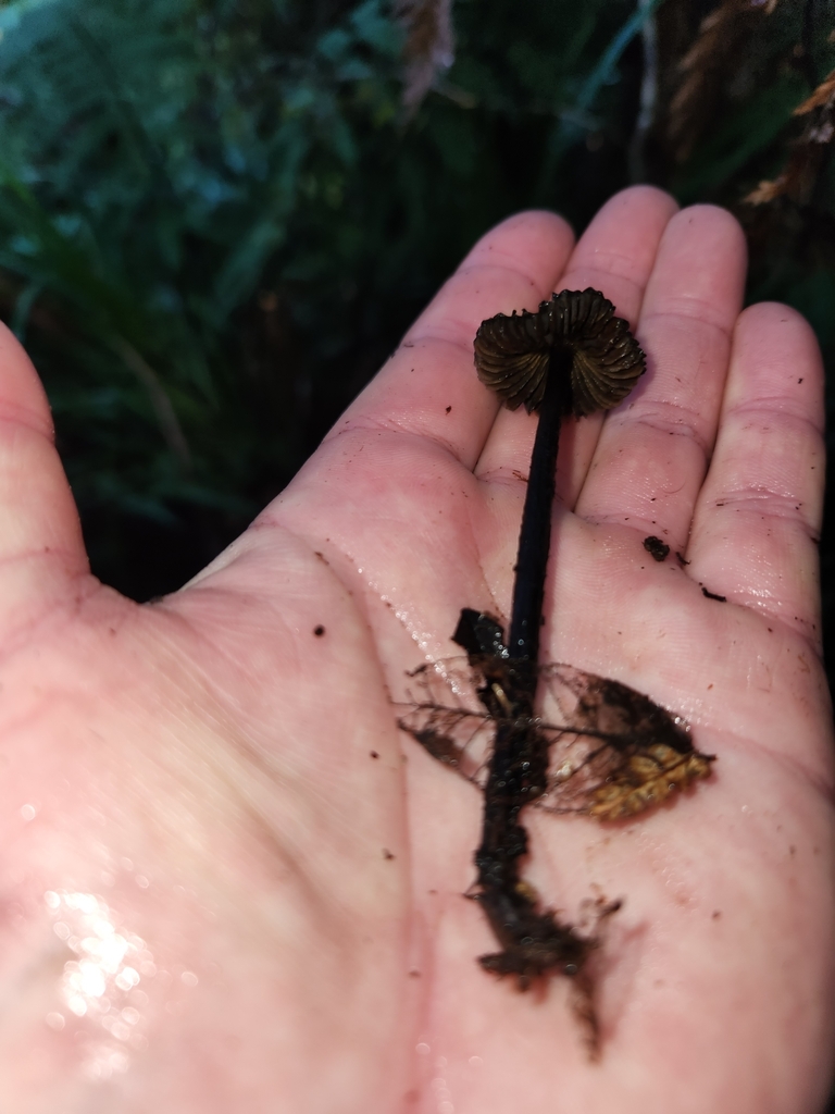 Hygrocybe astatogala · May 2025 · photo: © archie_tarn (iNaturalist, cc-by)
