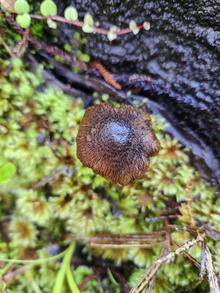 Hygrocybe astatogala · May 2025 · photo: © archie_tarn (iNaturalist, cc-by)