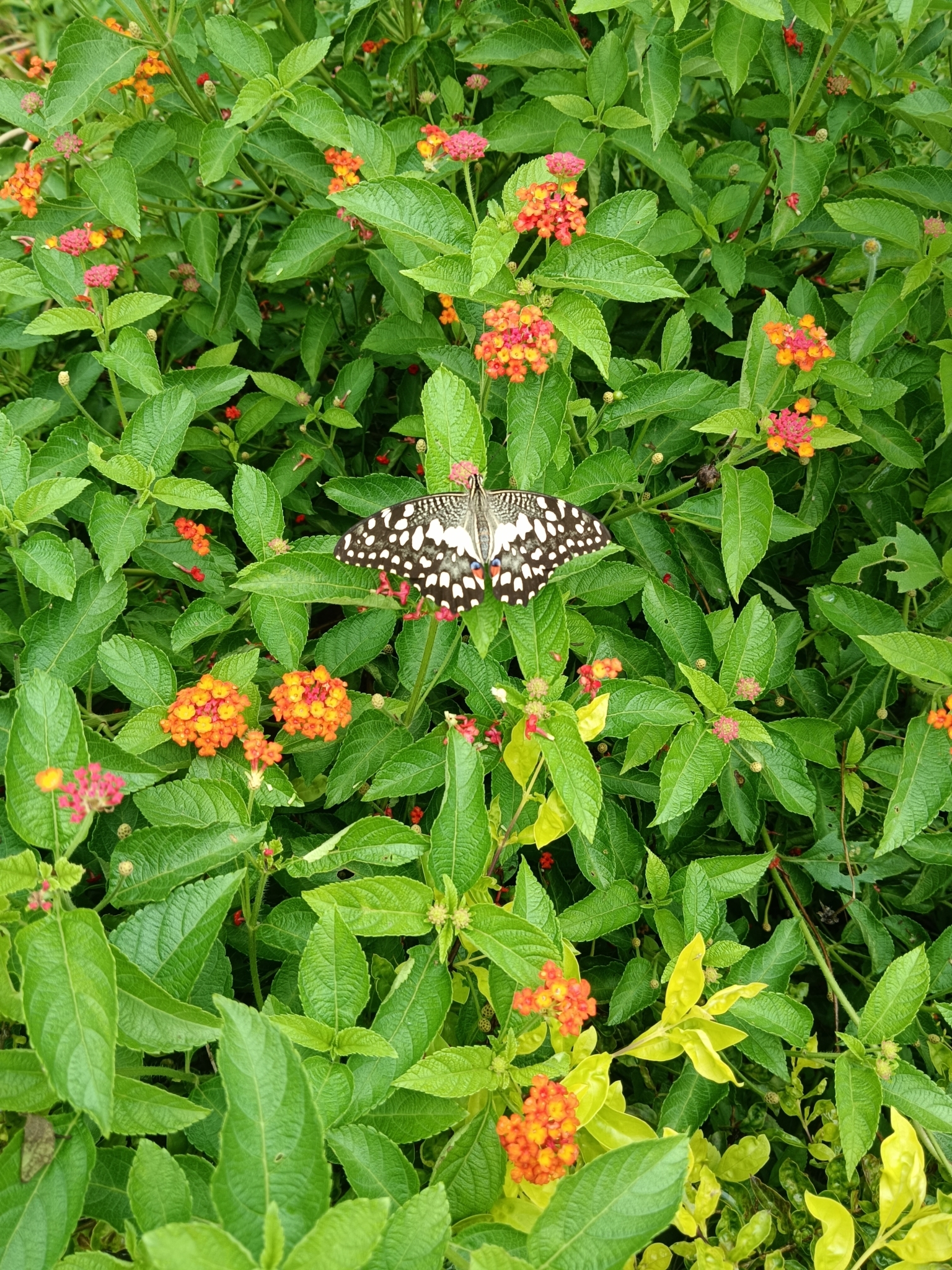 Lime Swallowtail