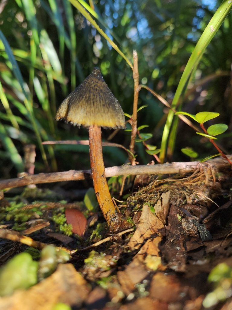 Hygrocybe astatogala · May 2025 · photo: © archie_tarn (iNaturalist, cc-by)