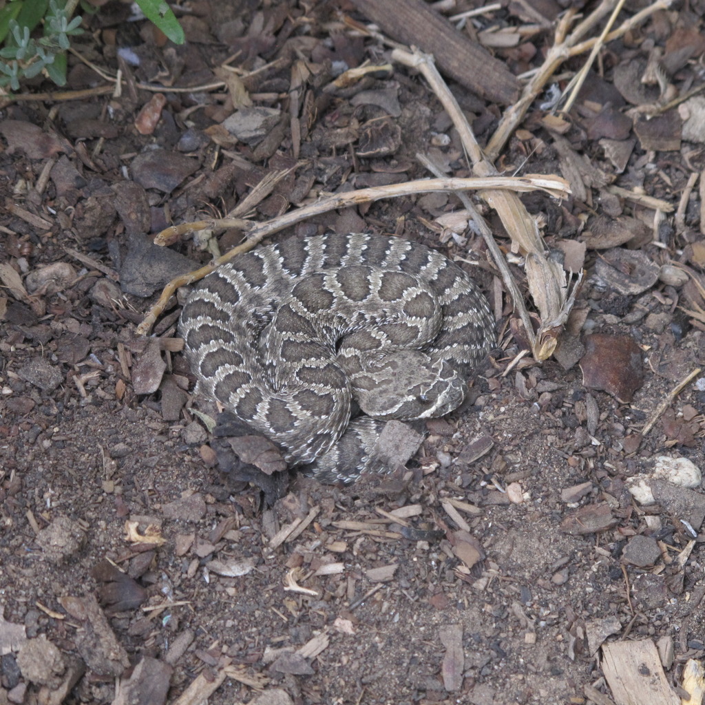 Prairie Rattlesnake (snakes Of New Mexico) · Inaturalist