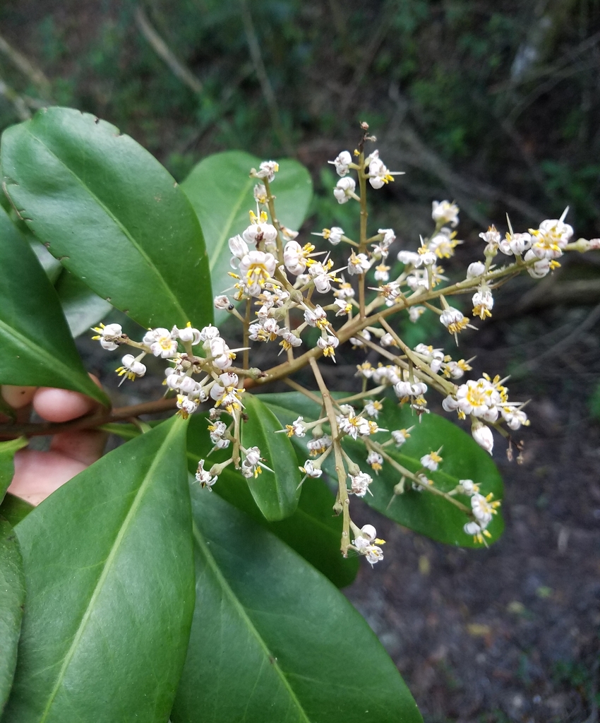 Marlberry