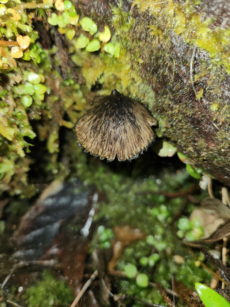 Hygrocybe astatogala · May 2025 · photo: © archie_tarn (iNaturalist, cc-by)