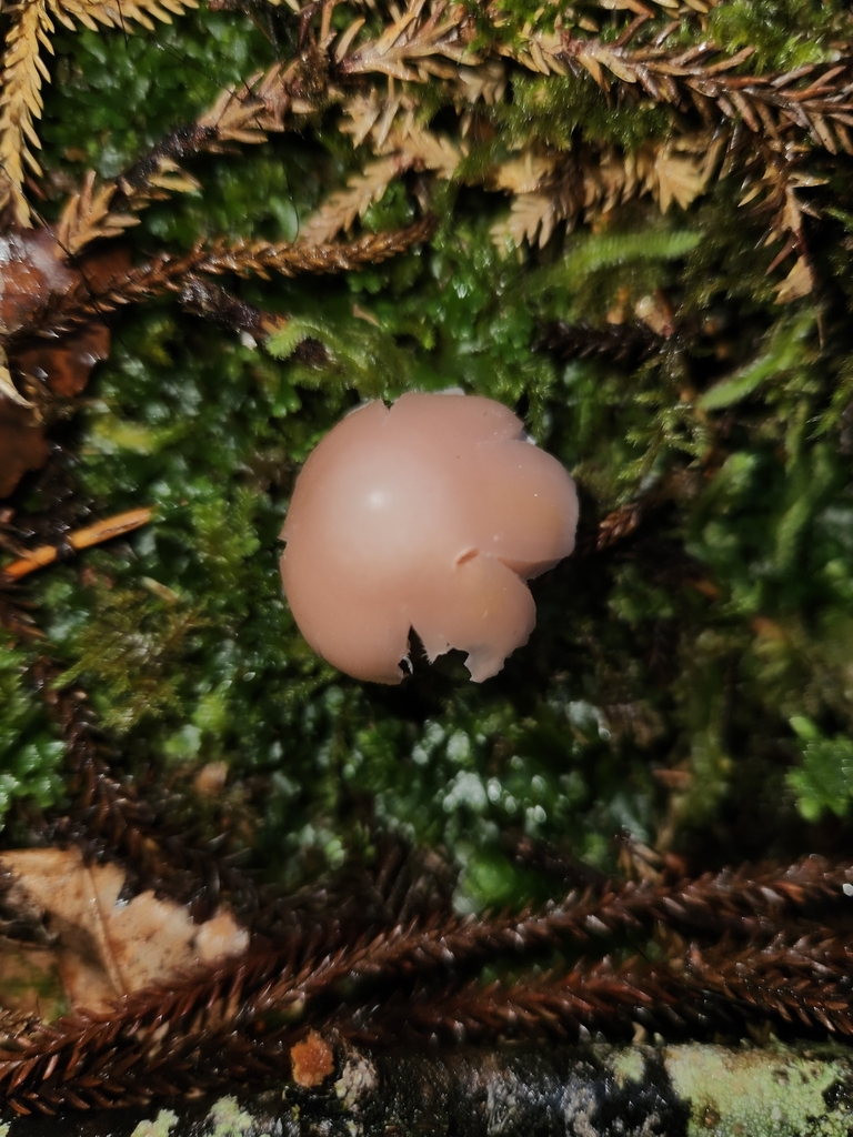 Humidicutis horakii · May 2025 · photo: © archie_tarn (iNaturalist, cc-by)