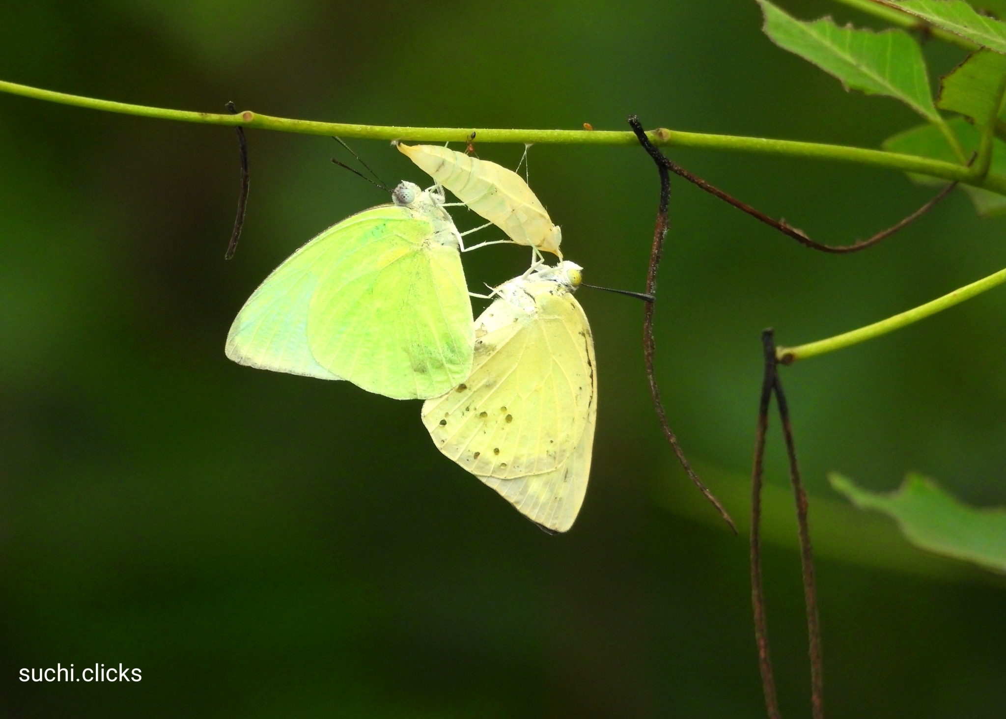 Lemon Emigrant