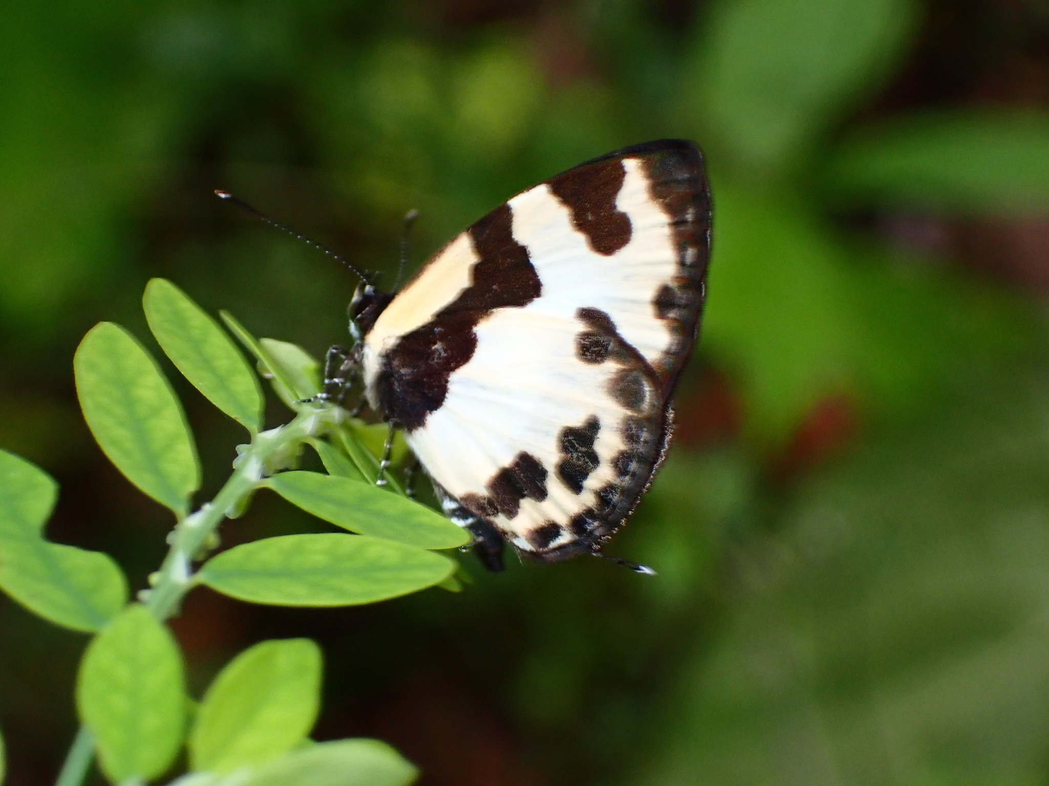 Elbowed Pierrot