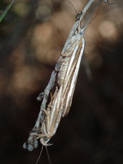 Catoryctis subparallela