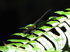 Euphaea amphicyana