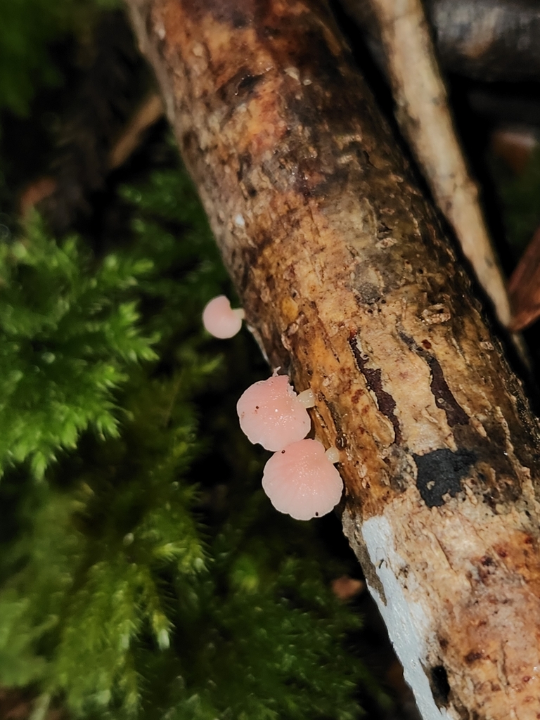 Mycena roseoflava · May 2025 · photo: © archie_tarn (iNaturalist, cc-by)