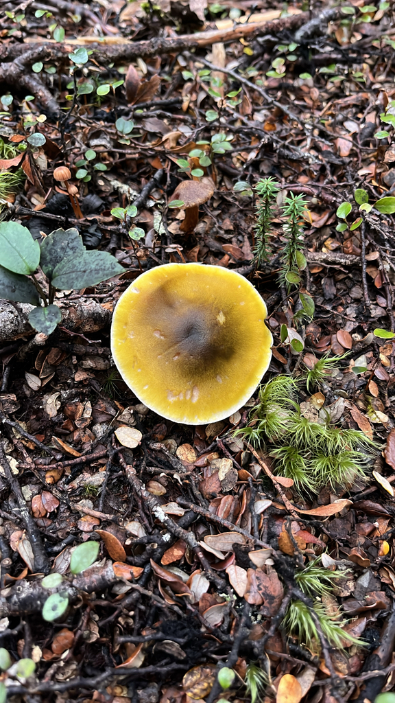 Tricholoma viridiolivaceum · May 2025 · photo: © parkecology (iNaturalist, cc-by)