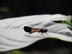 Rhinocypha sanguinolenta