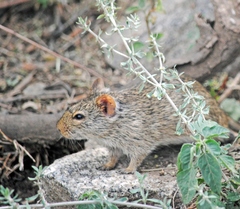 Arvicanthis niloticus