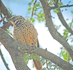 Histurgops ruficauda