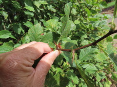 Crataegus gaylussacia