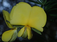 Gompholobium latifolium