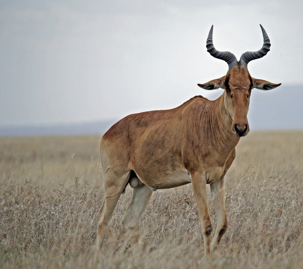 Coke’s hartebeest, Tanzania, photographed by jaliya