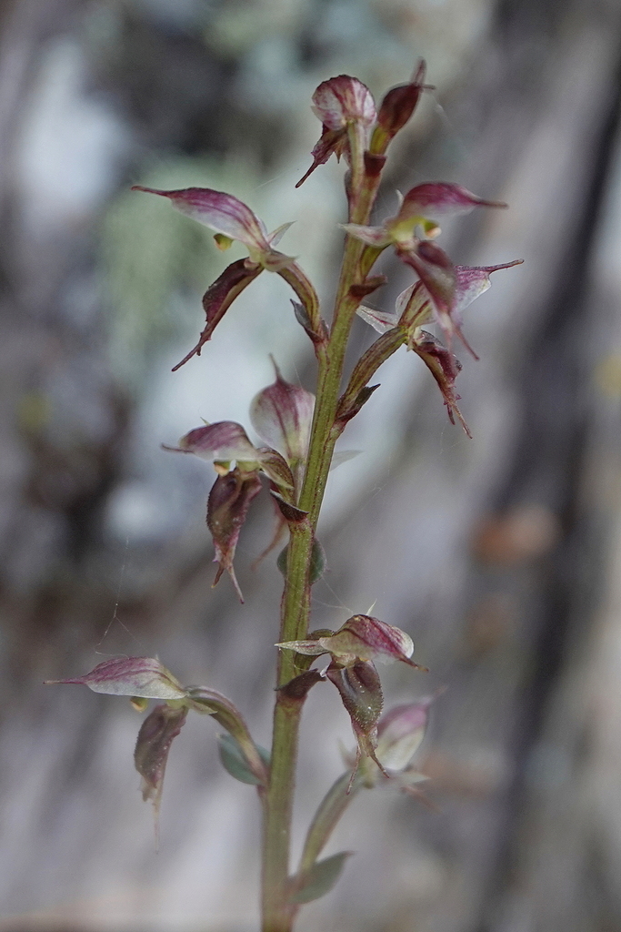 Acianthus scopulus