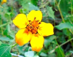 Sclerocarpus divaricatus