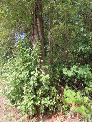 Crataegus gaylussacia