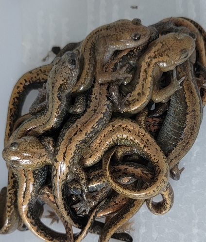 Three-toed Salamander