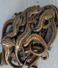 Far East Salamander photo 2