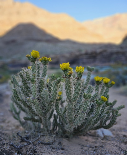 Peach Springs Canyon Cholla (Cylindropuntia abyssi) · iNaturalist