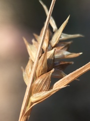 Carex whitneyi