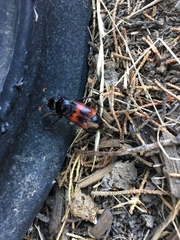 Nicrophorus marginatus