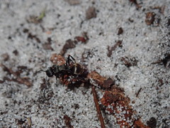 Polyrhachis mjobergi
