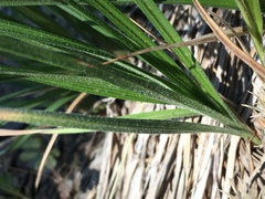 Carex whitneyi