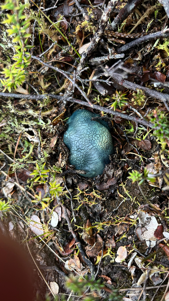 Rossbeevera pachydermis · May 2025 · photo: © parkecology (iNaturalist, cc-by)