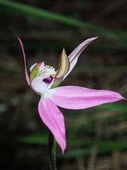 Caladenia quadrifaria