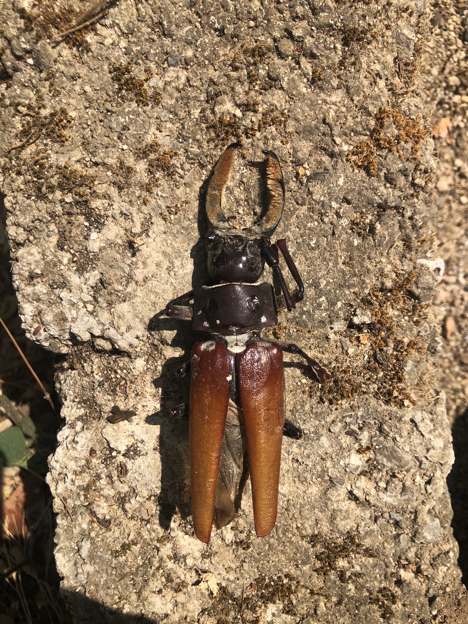 Callipogon