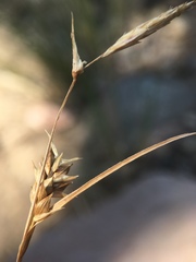 Carex whitneyi