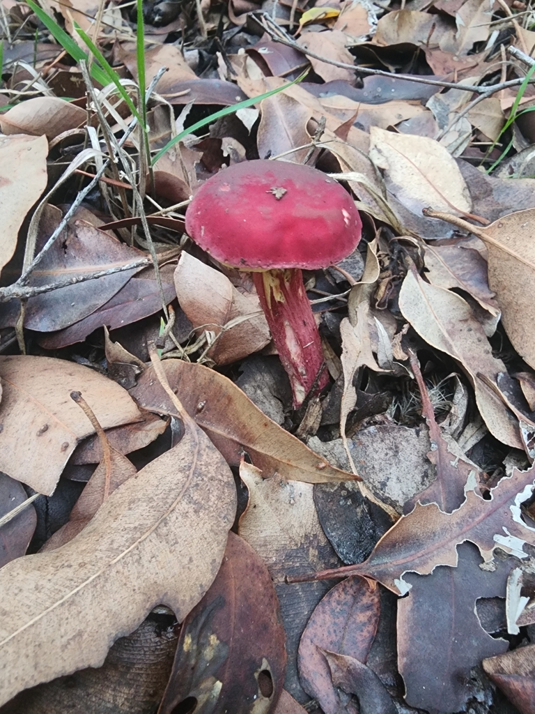 Boletellus obscurecoccineus · May 2025 · photo: © paulwinthrop (iNaturalist, cc-by)