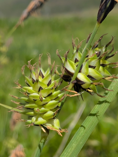 Carex aboriginum