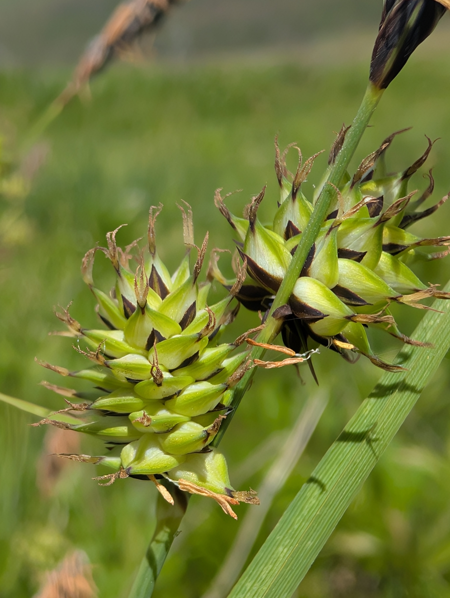 Carex aboriginum