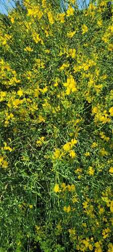 Spanish Broom