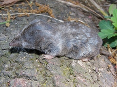Blarina carolinensis